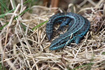 Viviparous Lizard (Zootoca vivipara)/Extremely rare blue colour morph Common Lizard
