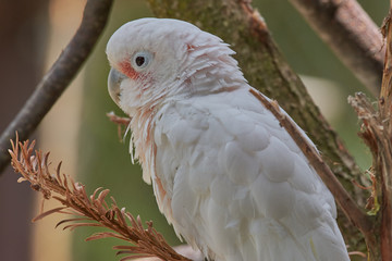 Kakadu