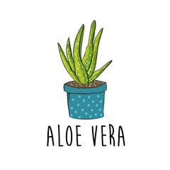 Cute Aloe Vera plant in blue flower pot  vector illustration
