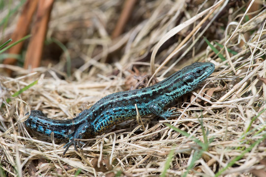 Viviparous Lizard (Zootoca vivipara)/Extremely rare blue colour morph Common Lizard