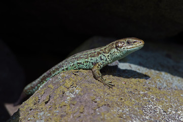 Viviparous Lizard (Zootoca vivipara)/Common Lizard basking on lichen covered stone wall