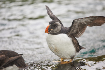 Papageitaucher aus Island