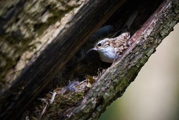 Eurasian treecreeper in nest(Certhia familiaris)