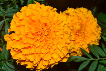 flower, orange, nature, garden, yellow, flowers, marigold, macro, sunflower, daisy, design, textured, illustration, backdrop, abstraction, graphics, bloom, garden, plant, summer, green, beautiful, flo