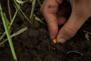 Planting corn