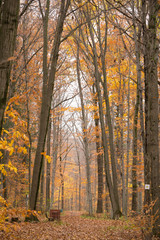 Fototapeta premium Bench in fall