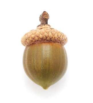One great acorn.