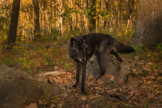 Black Phase Grey Wolf (Canis lupus) Steps Through Autumn Woods