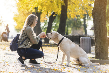 A young blonde crouched next to her pet Labrador for a walk in the park.