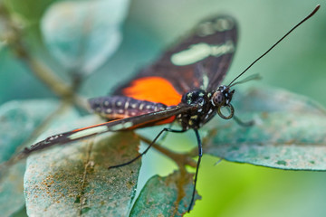 Schmetterling im Feld auf Blume