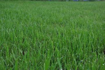 green lawn after rain