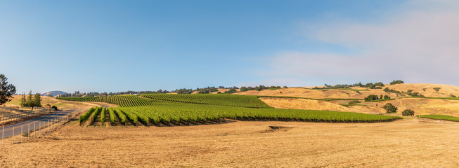 A panoramic of green vinyards on a long  hillside. Brown fields are above and to the side of the vineyards. A blue sky with fluffy white clouds are in the background. - Powered by Adobe