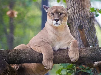 Acrylic prints Puma Cougar animal relax on tree