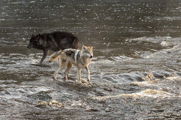 Grey Wolves (Canis lupus) Stand in Rushing Water