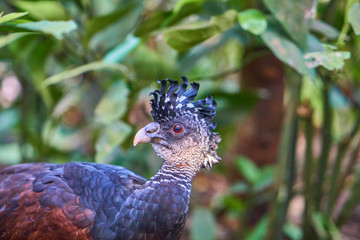 Vogel