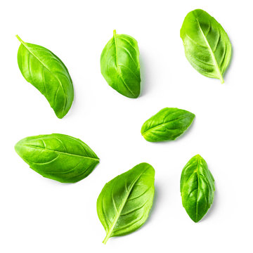 Several leaves of basil on white isolated background