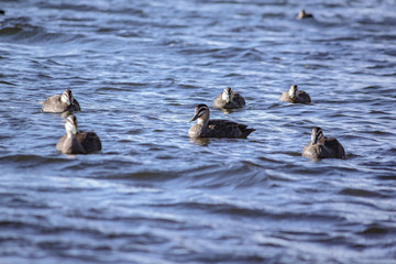 Ducks swimming
