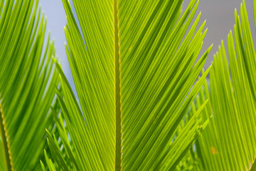 beautiful plant background of three green leaves of Japanese sago palm tree close - up in sunlight. blurred background