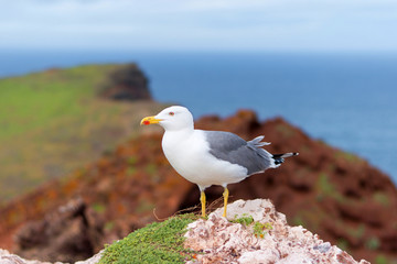 Posing seagull with Ponta de Sao Lourenco peninsula in background, Madeira island, Portugal