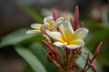 Plumeria