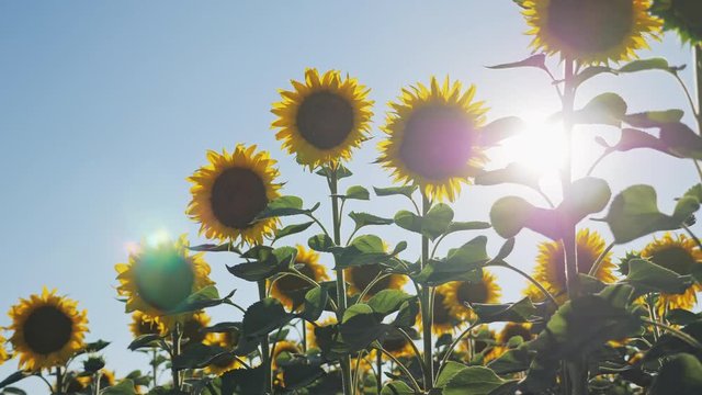Walking thru a sunflower field on a sunset. Bright sunflower background. Steadicam slow motion video