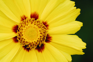 A yellow flower, similar to a chamomile, grows in the grass