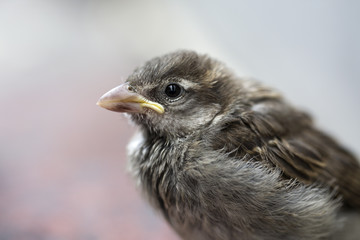 sevimli serçe yavrusu