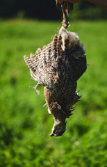 Still life of hunting scene with a hanging pheasant