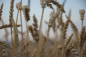 Fototapeta premium Grain stalks in front of a blue sky