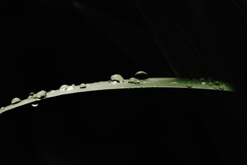 After rain Water Drops on Green leaves in the garden pattern background, Natural background for...