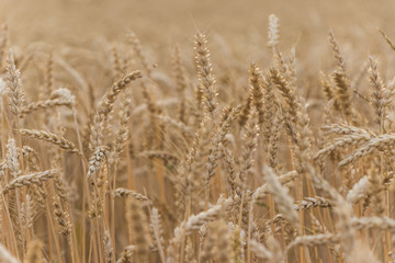 Cornfield with many stalks