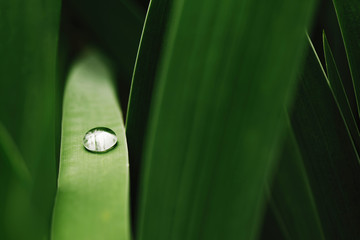 After rain Water Drops on Green leaves in the garden pattern background, Natural background for...