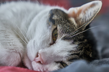 Katze die m&uuml;de ist