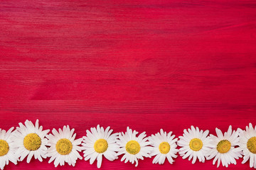 Summer background. White daisy border on red background. Copy space, top view. Flat lay