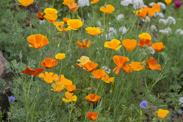 Eschscholzia californica cup of gold flowers in bloom, californian field, ornamental wild plants on a meadow