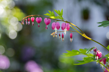Dicentra spectabilis pink bleeding hearts on the branch, flowering plant in springtime garden,...