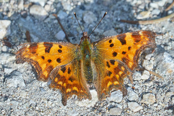Schmetterling im Feld auf Blume