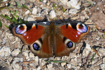 Schmetterling im Feld auf Blume