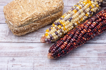 Corn and hay on wood table with room for text