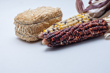 Bale of hay and corn harvest theme on white background with copy space