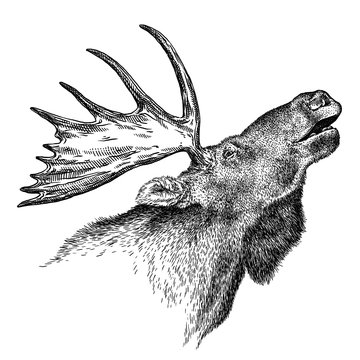 black and white engrave isolated elk hand draw illustration