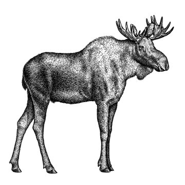 black and white engrave isolated elk hand draw illustration
