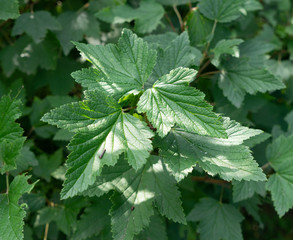 leaves