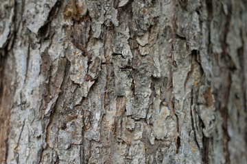 bark