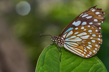 Obraz premium Schmetterling auf Blume
