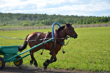 horse, animal, horses, farm, nature, grass, brown, riding, stallion, animals, meadow, equestrian, field, mare, harness, head, sport, cart, equine, rural, mammal, carriage, summer, green, outdoors