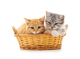 Fototapeta na wymiar Kittens in a basket.