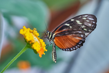 Obraz premium Schmetterling im Feld auf Blume