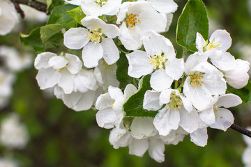 blooming apple tree