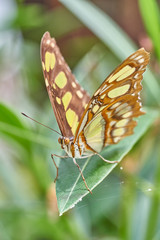 Schmetterling im Feld auf Blume